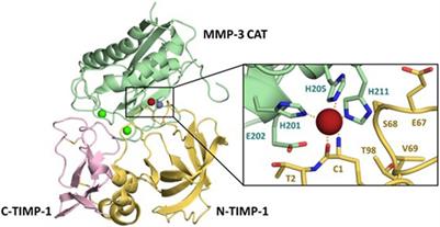 Structure and computation-guided yeast surface display for the evolution of TIMP-based matrix metalloproteinase inhibitors